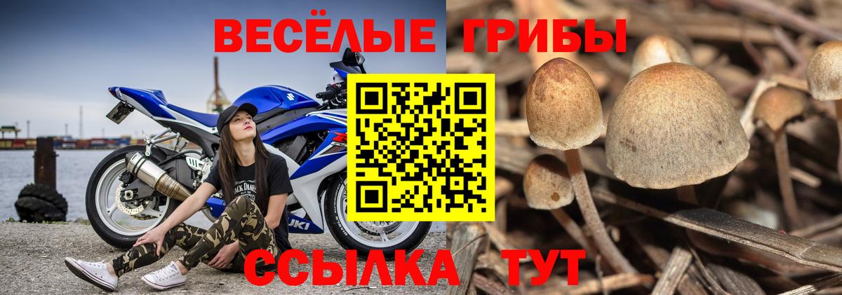 наркота  Вход с VPN  Сухой Лог  Галлюциногенные грибы прущие грибы 